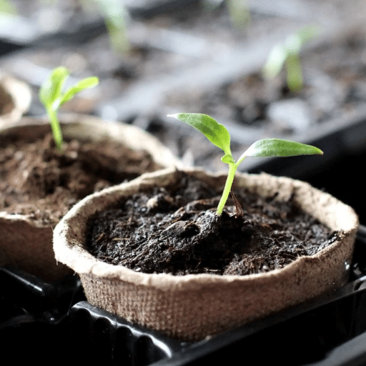 Indoor Seed Starting Schedule