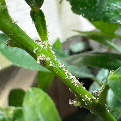 Identifying Specific Indoor Plant Pests
