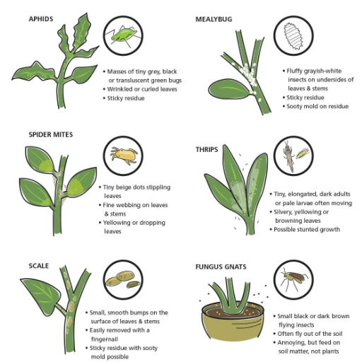 Common Indoor Pest Problems