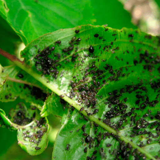 Understanding Common Houseplant Pests