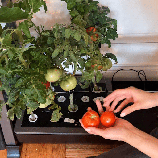 Indoor Tomato Care