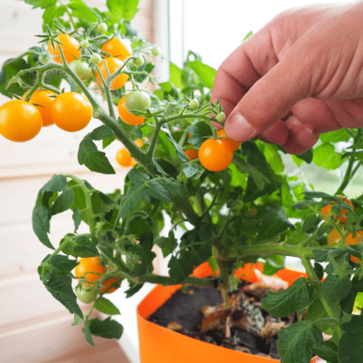 Indoor Tomato Growing