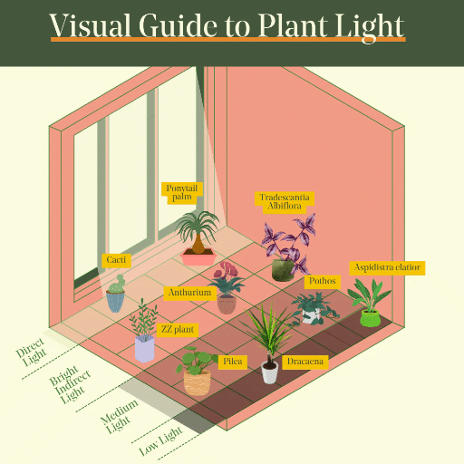 Types of Light for Indoor Plants