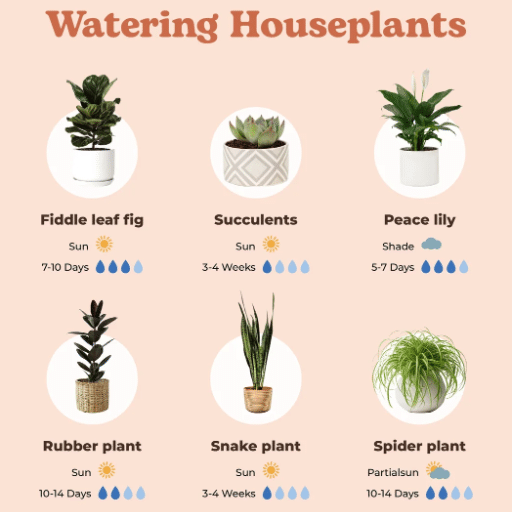 Measuring Light for Indoor Plants