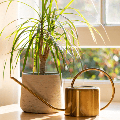 Plant Care and Light Needs