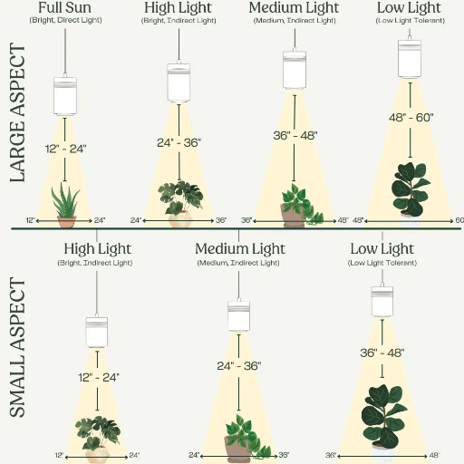 Understanding Indoor Plant Light Requirements