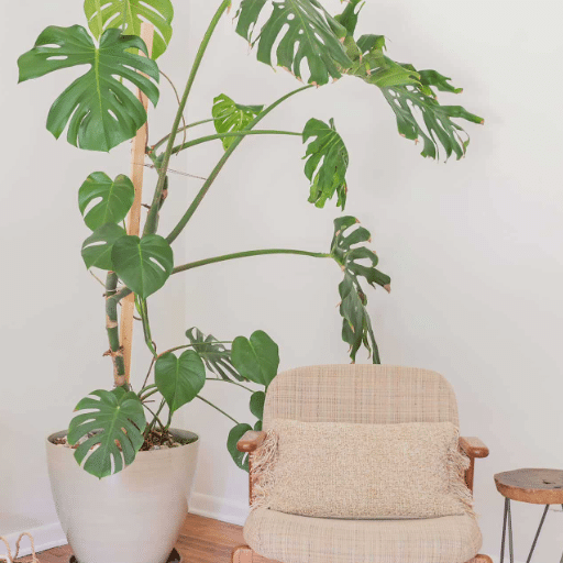 Essential Care for Monstera