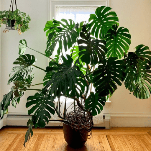 Fertilizing Your Monstera