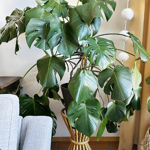 Repotting and Propagating Monstera