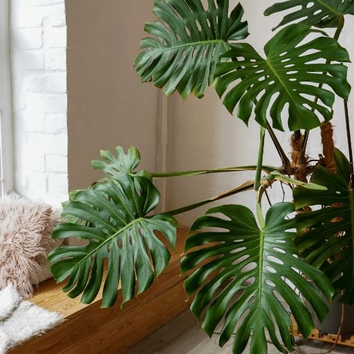 Common Issues and Solutions