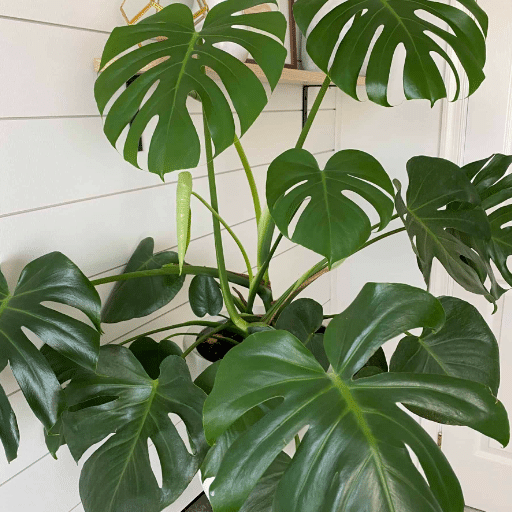 Introduction to Monstera Deliciosa