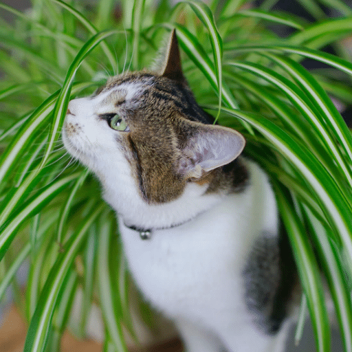 Top Pet-Friendly Plants