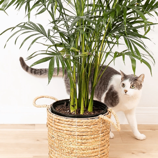 Choosing Indoor Plants for Cats