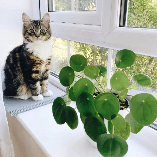 Understanding Pet-Safe Plants