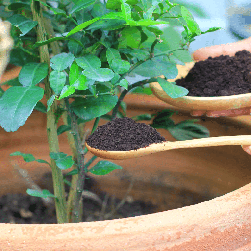 Organic vs. Inorganic Fertilizer