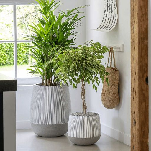 Indoor Plant Care and Maintenance