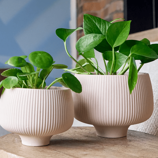 Choosing the Right Plant Pot