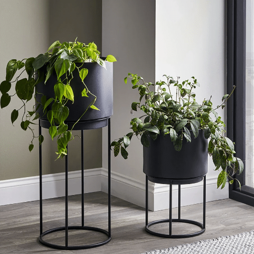 Decorating with Indoor Plants