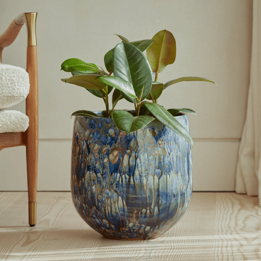 Popular Indoor Plants and Their Pots