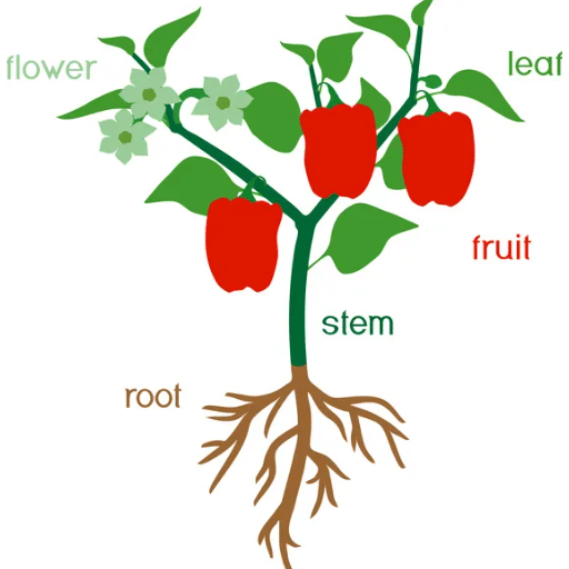Parts of Plants