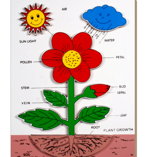 Introduction to Plants
