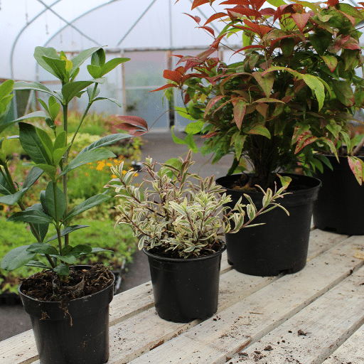 Types of Planters and Their Uses