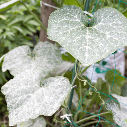 Powdery Mildew as a Plant Disease