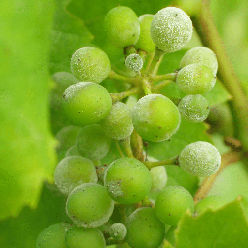 Chemical Control of Powdery Mildew