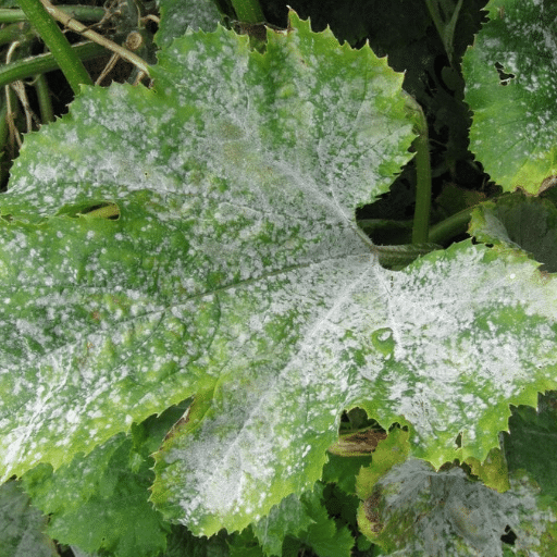 Understanding Powdery Mildew