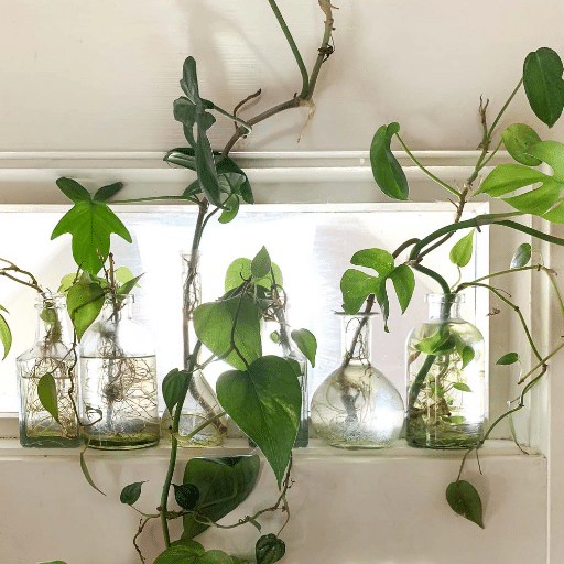 Using Soil for Propagation