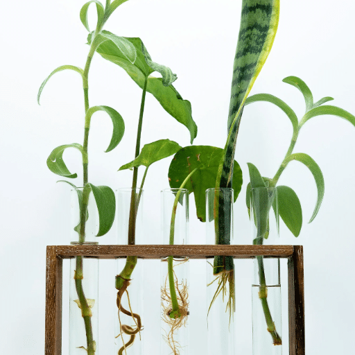 Common Challenges in Plant Propagation