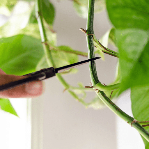 Pruning Specific Types of Houseplants