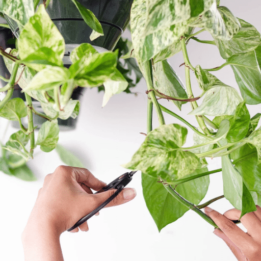 Understanding the Importance of Pruning Houseplants