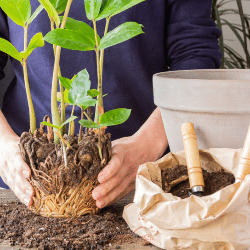 Choosing the Right Pot for Repotting