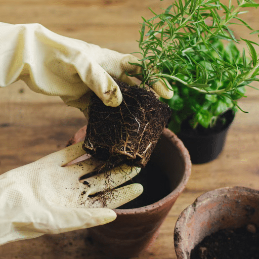 Steps to Repot Your Houseplant