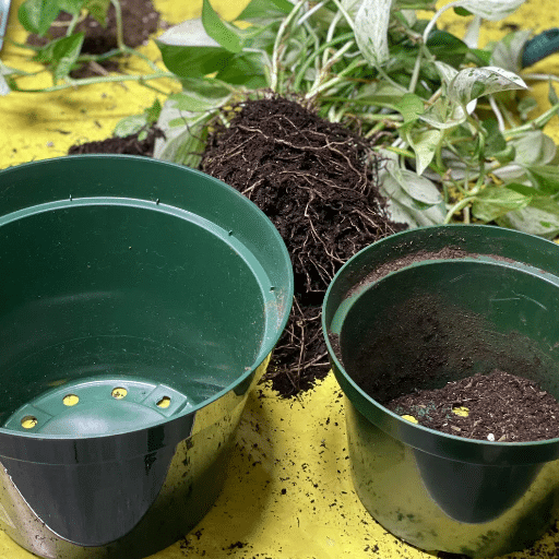 Understanding When to Repot Your Houseplant