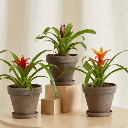 Choosing the Right Plants for Toddlers