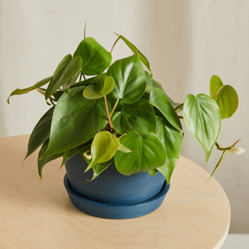Top Safe Plants for Toddlers and Homes