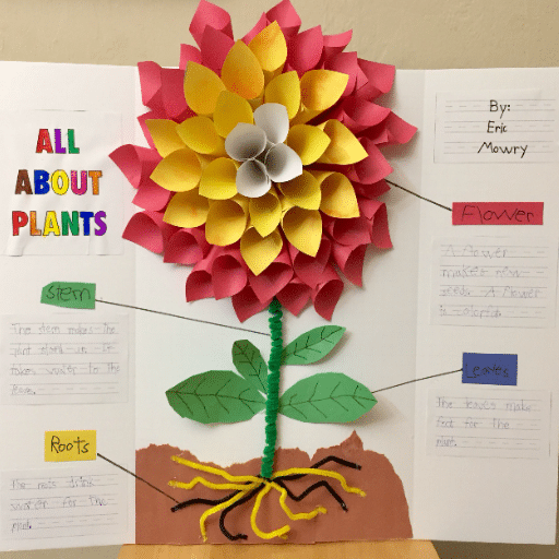 Preparing for the Science Fair