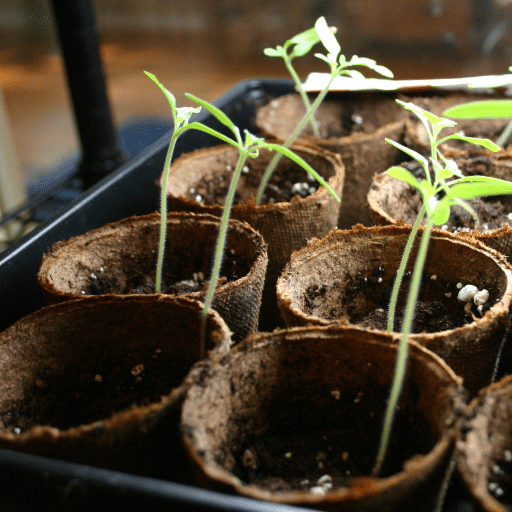 Exciting Plant Science Experiments