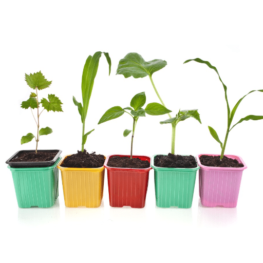 Understanding Plant Growth