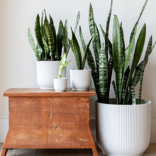 Basic Care for Snake Plants