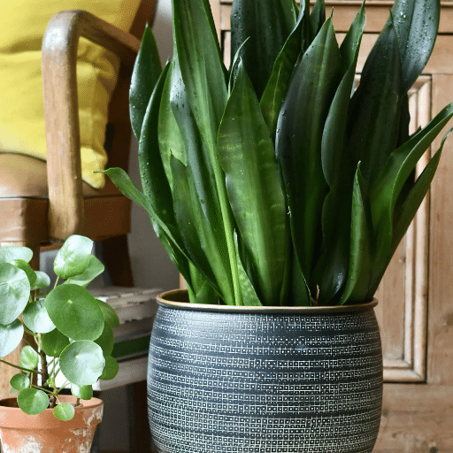 Repotting and Potting Snake Plants