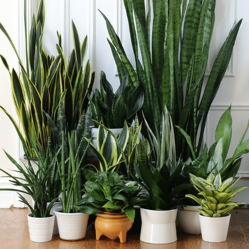 Propagation of Snake Plants