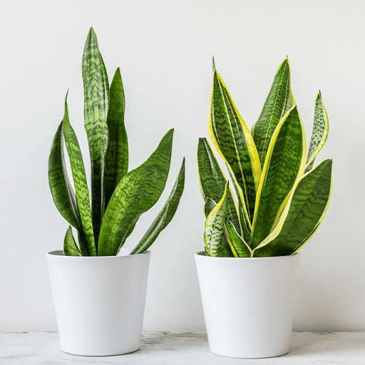 Introduction to Snake Plants