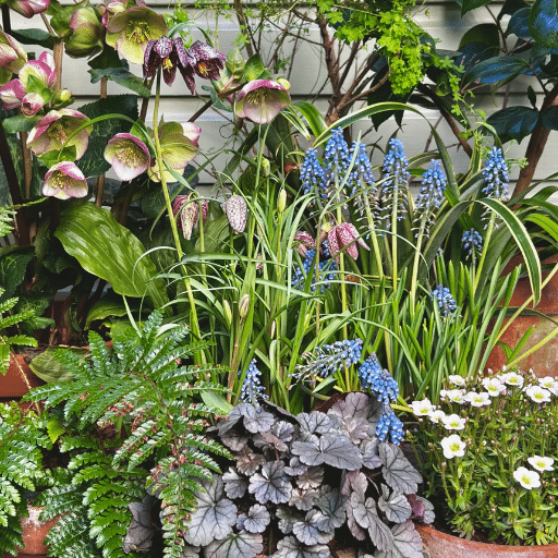 Popular Seeds to Start Indoors in Spring