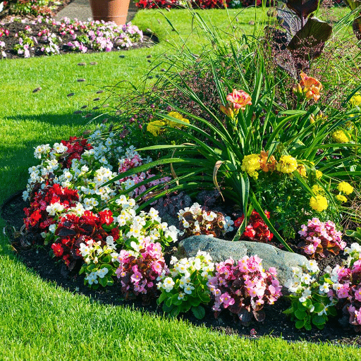 Care Tips for Indoor Seedlings