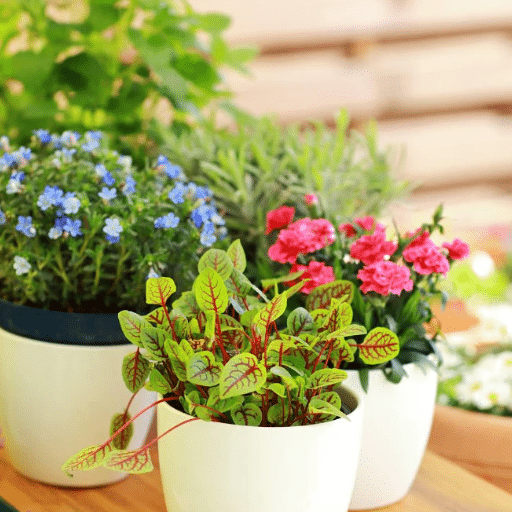 Benefits of Starting Seeds Indoors