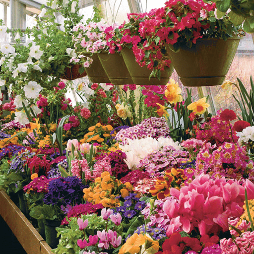 Best Vegetables and Herbs to Grow Indoors During Summer Months