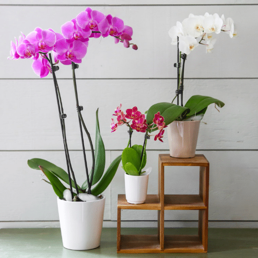 Watering and Care for Your Indoor Plants